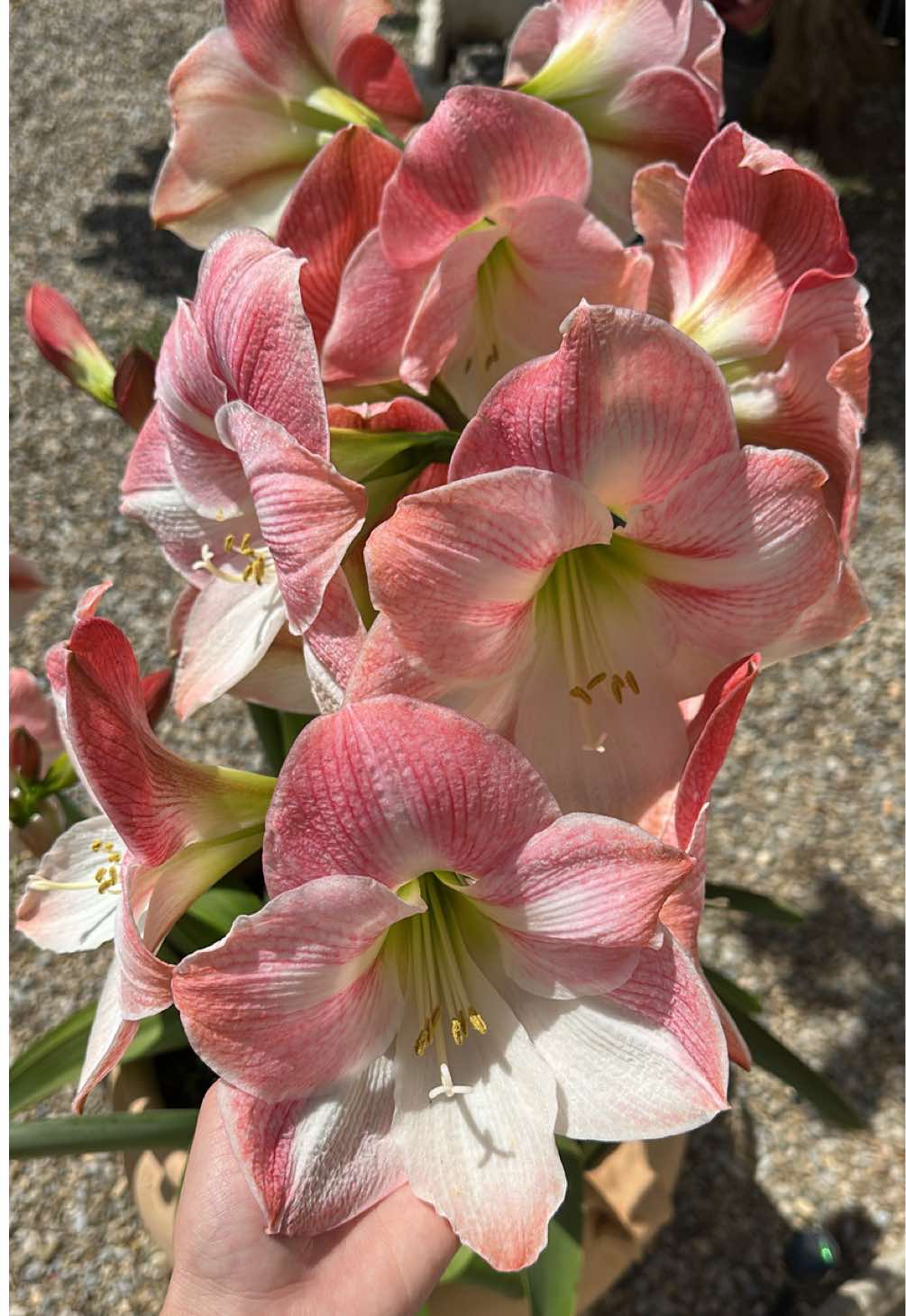 @LINCKY🏝️🌺🦜🥭