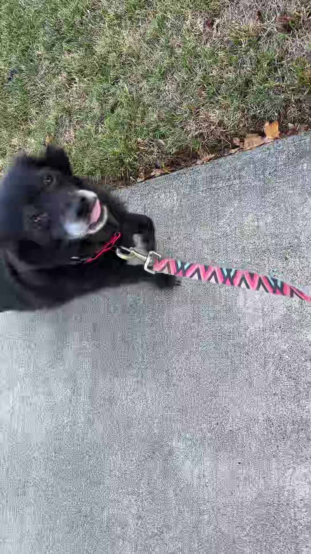 @preampetcare