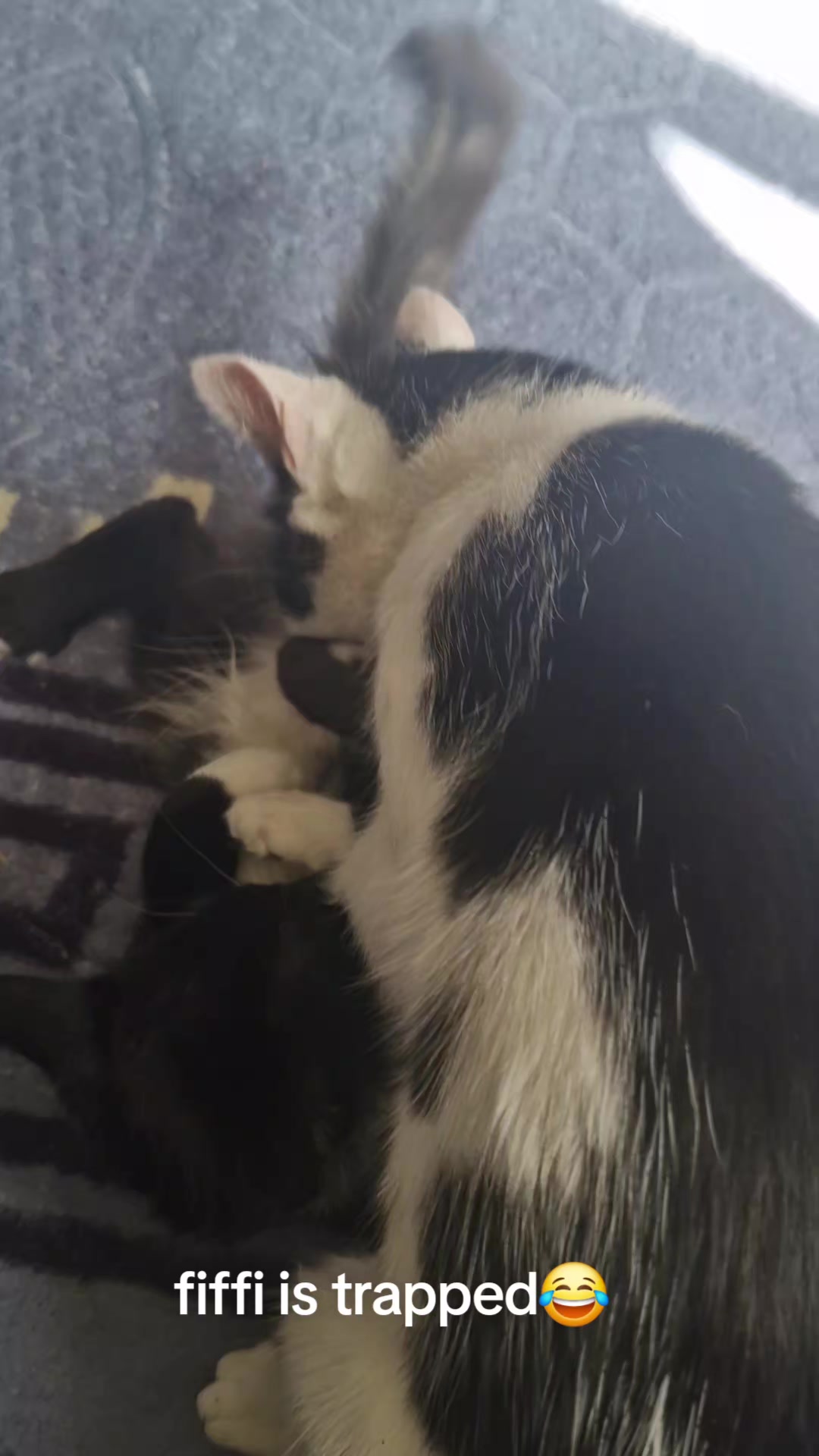@sk cat mummy