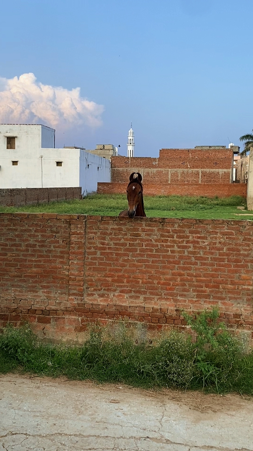@Hayat Raza