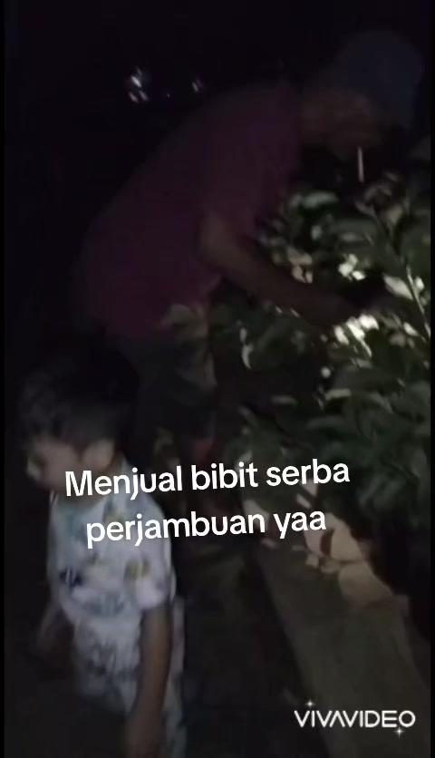 @Bibit khusus samarinda
