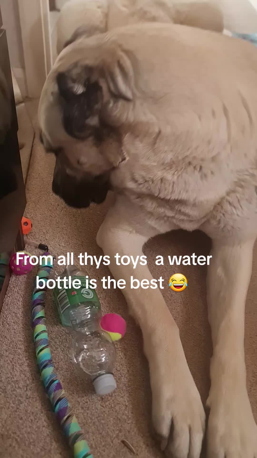 @Wellness for Pet
