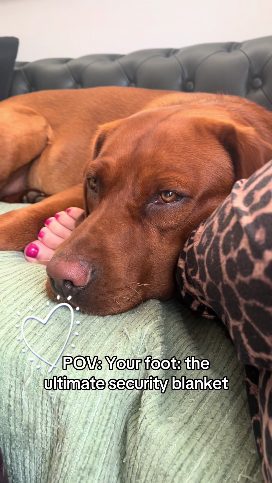 @Rolo🦮 fox red lab🐾🧡