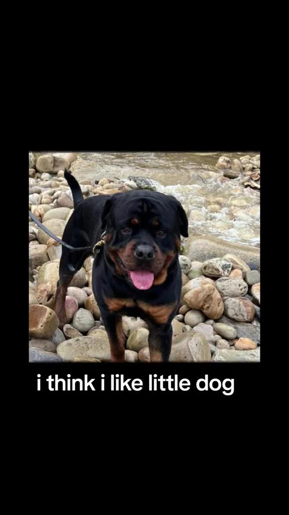 @Reggie the Rott