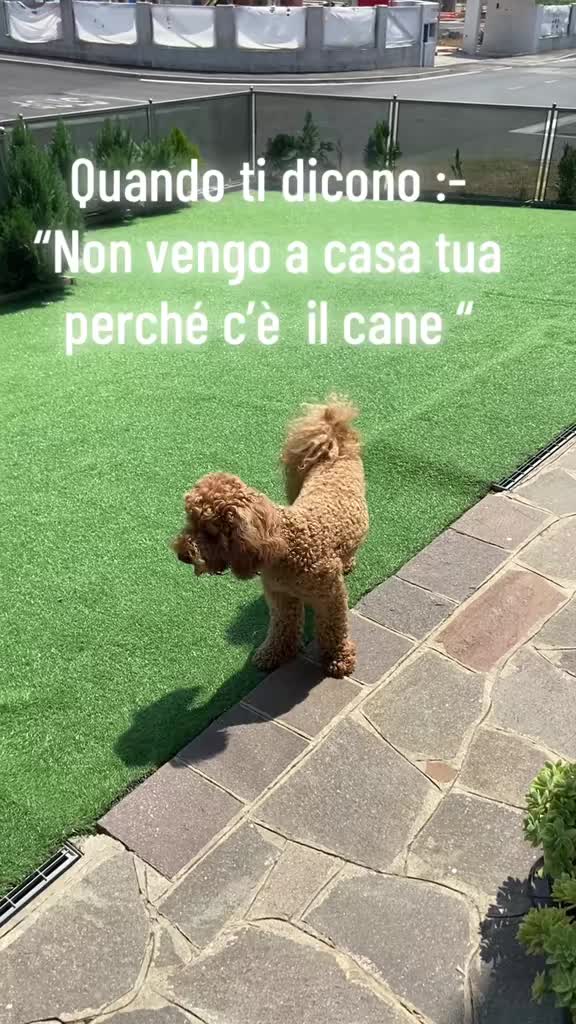 @DENISE&LUCKY🐶🎀🇺🇦