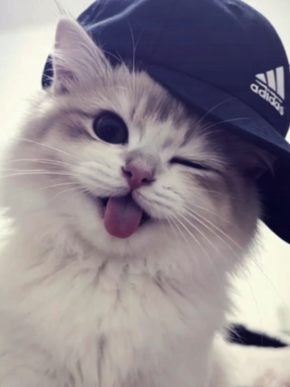 @𝓼𝔂𝓪𝓯𝓲𝓺