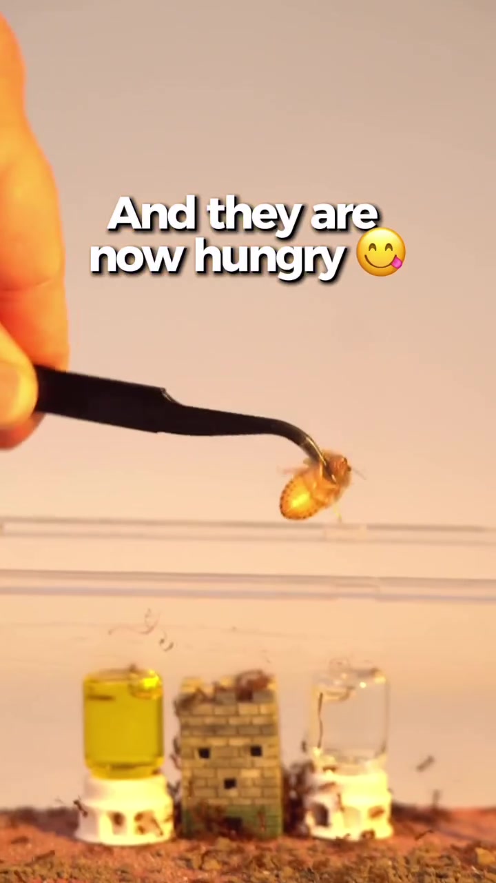 @antshq