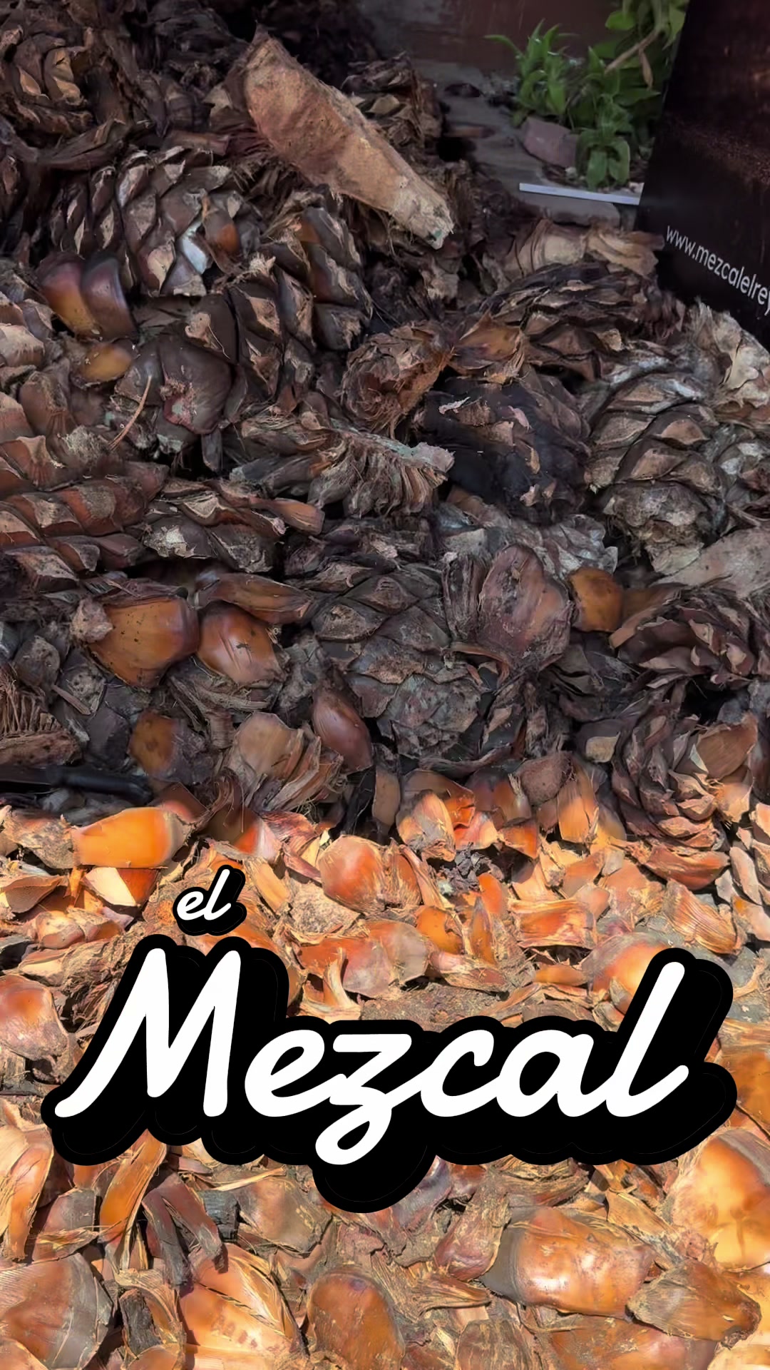 @El Morido