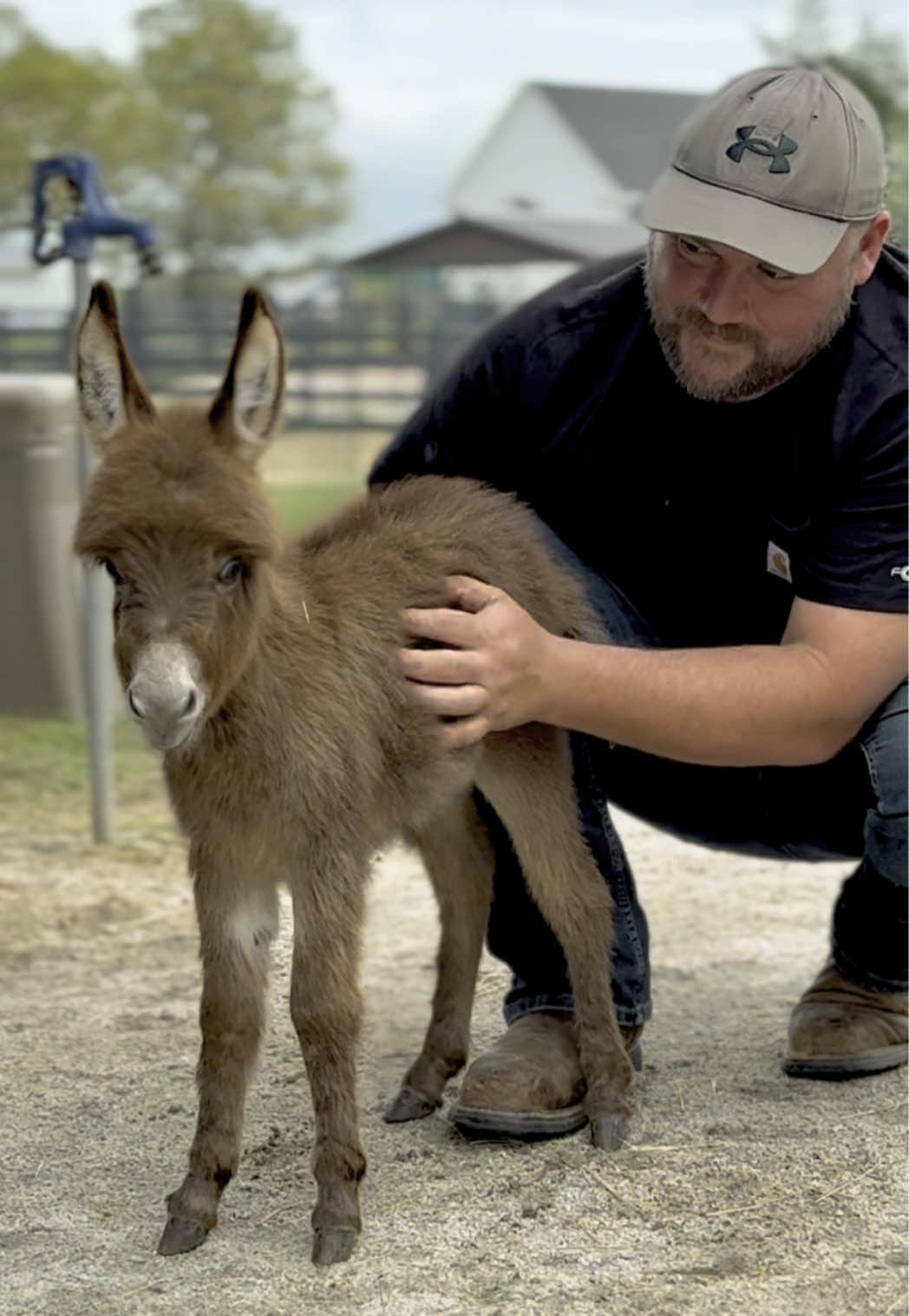 @Cypress Farm Donkeys