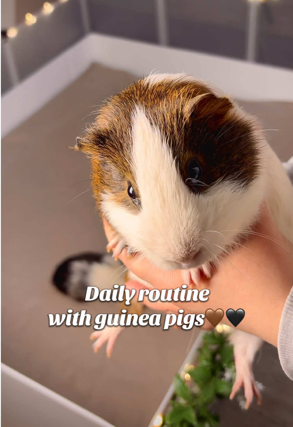@friendly_guinea_pigs