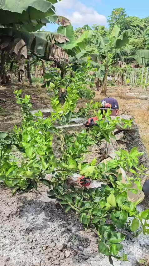 @C&iacute;tricos Ramirez 🍋