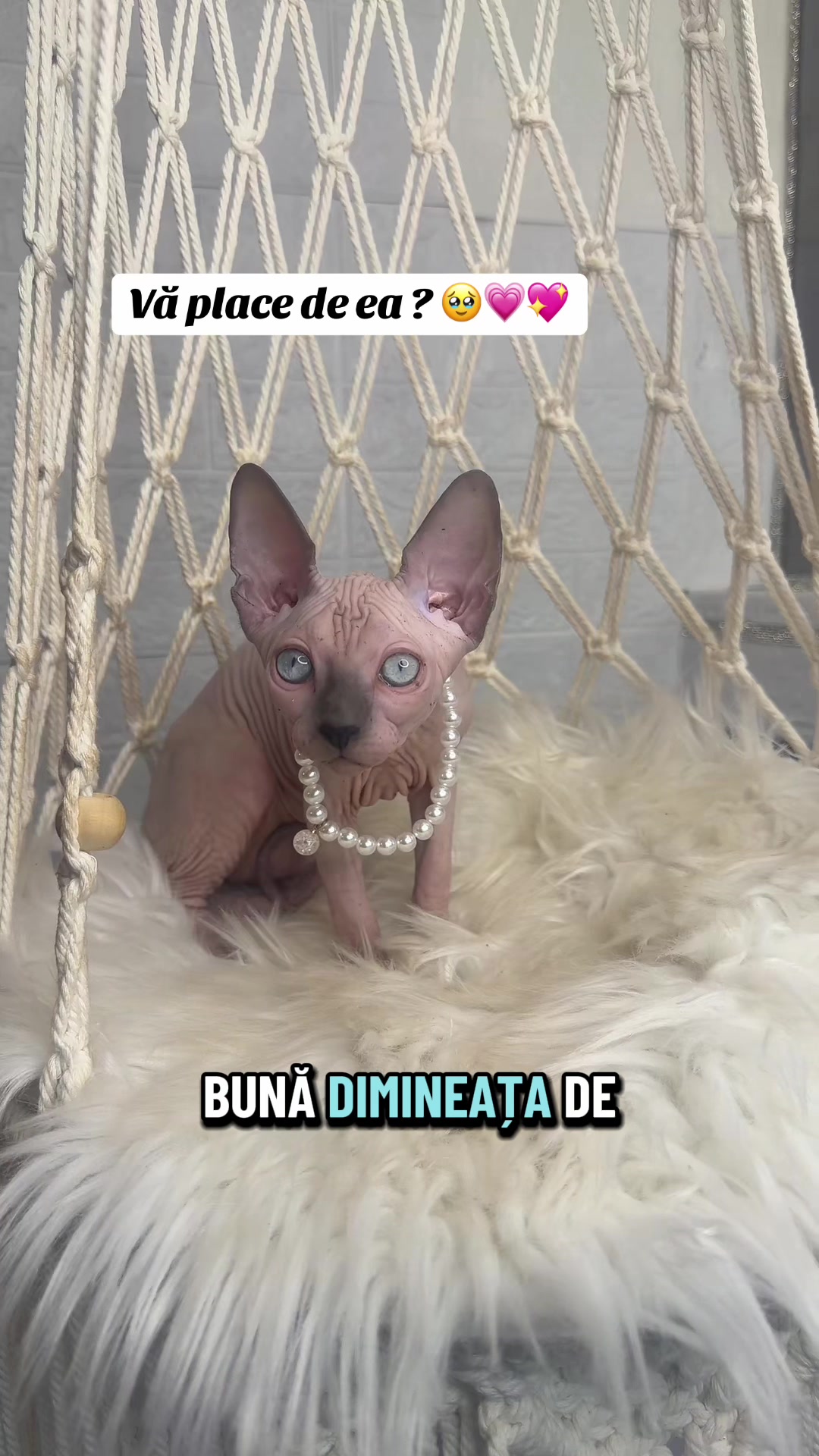 @Diana Ciortan Sphynx Romania