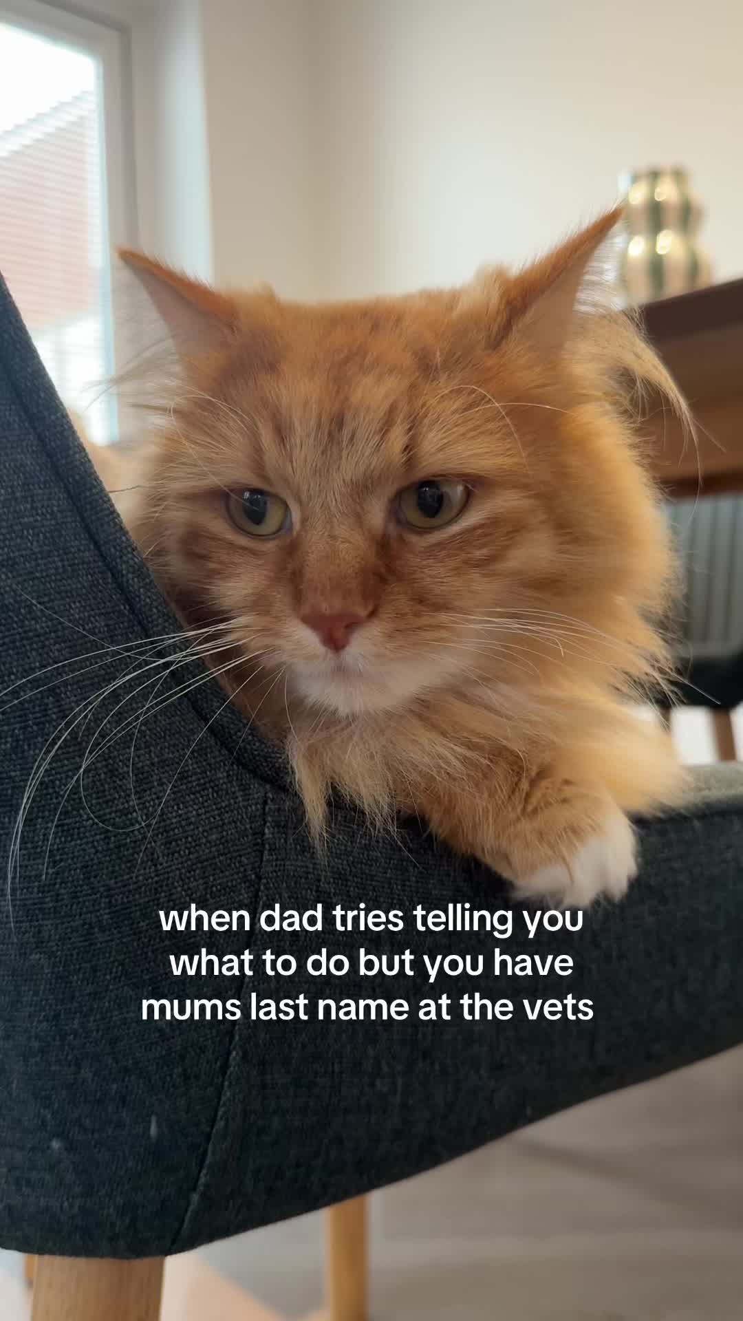 @Simba & Max 🐾