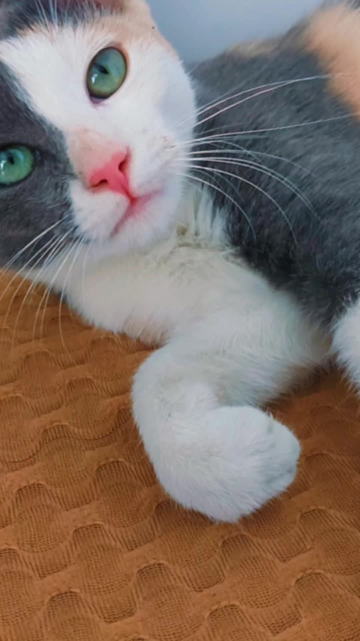 @꧁♬&bull;ƘƦබjƖ꒚ƘƖƝjබ&bull;♫꧂
