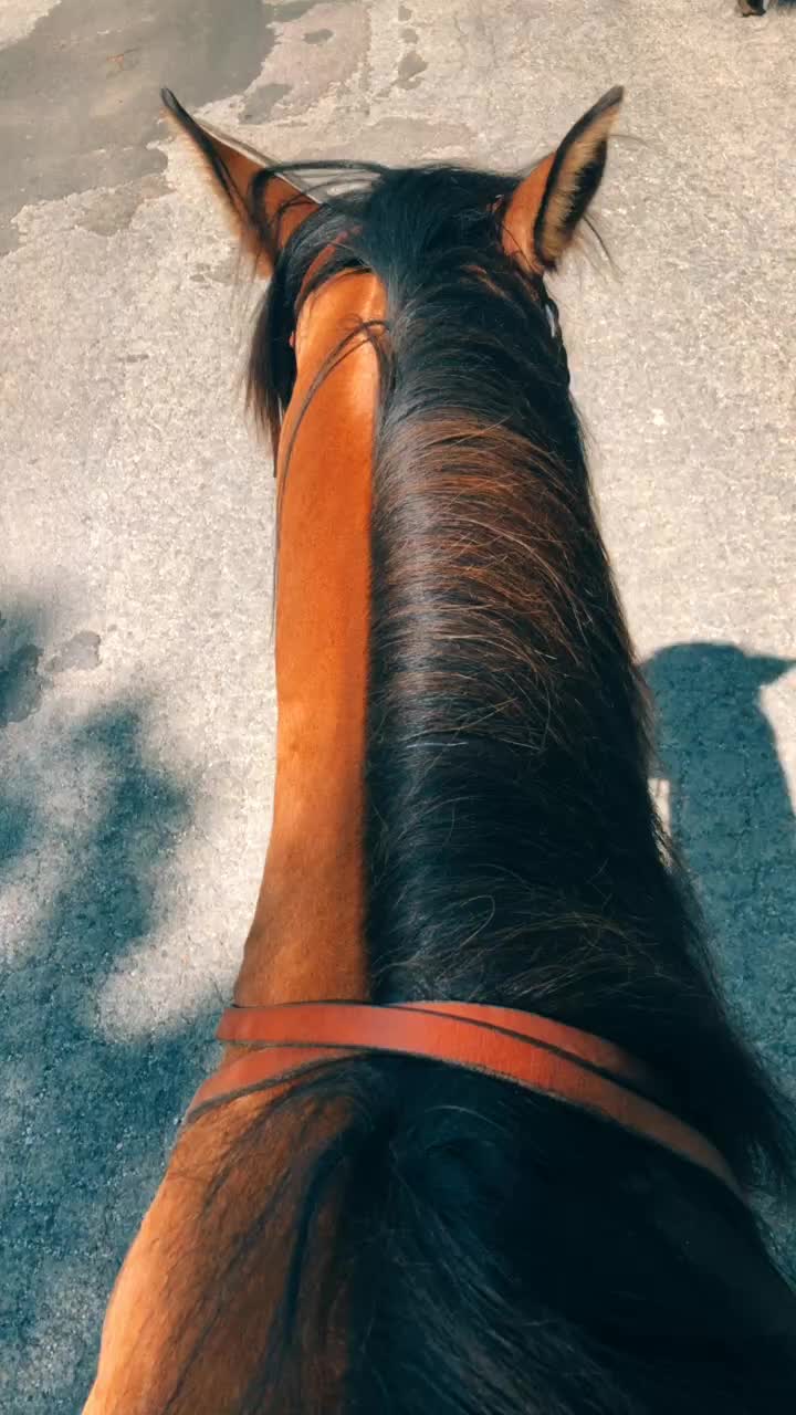 @My horse life❤️