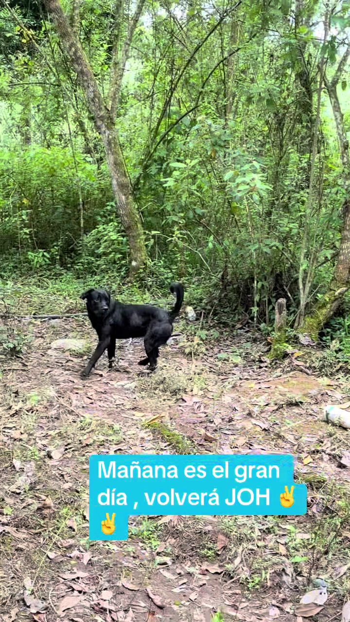 @Halcon de la sierra