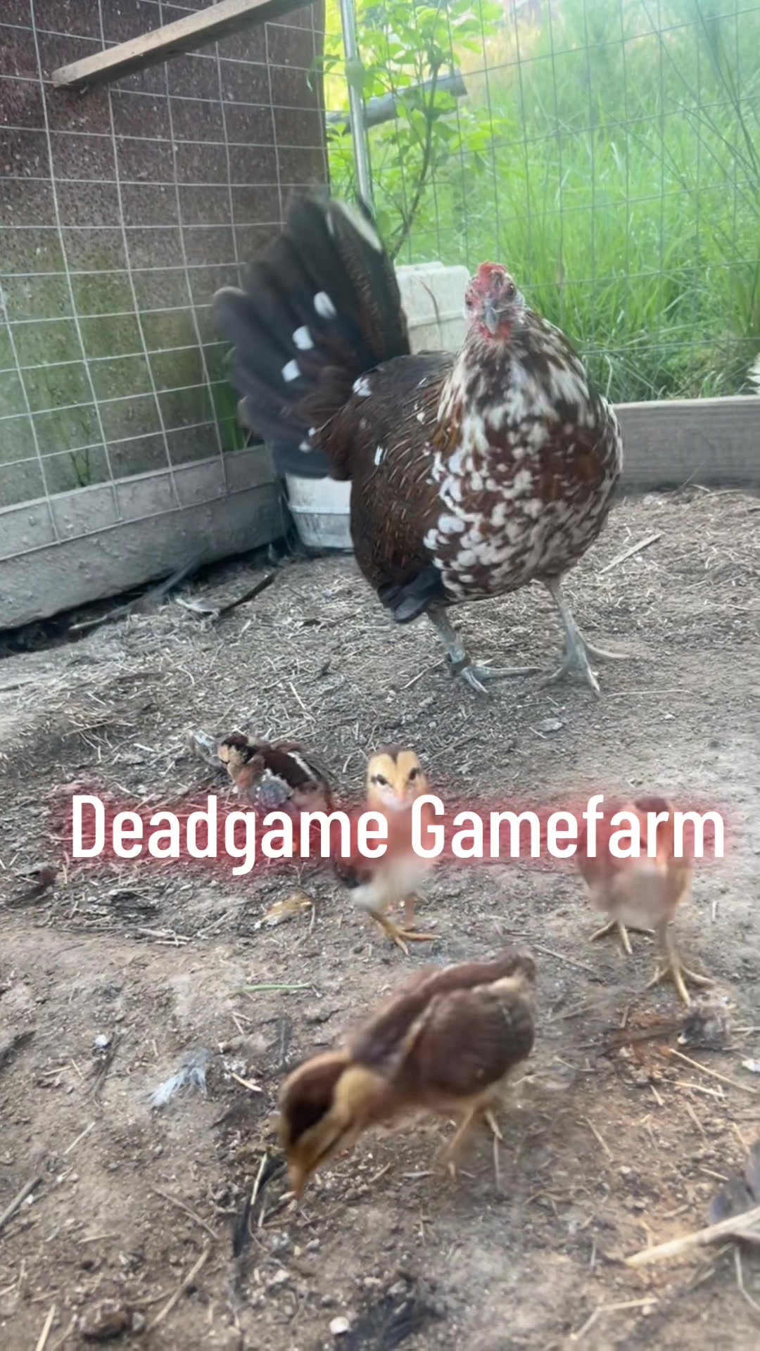 @DeadGame.Gamefarm