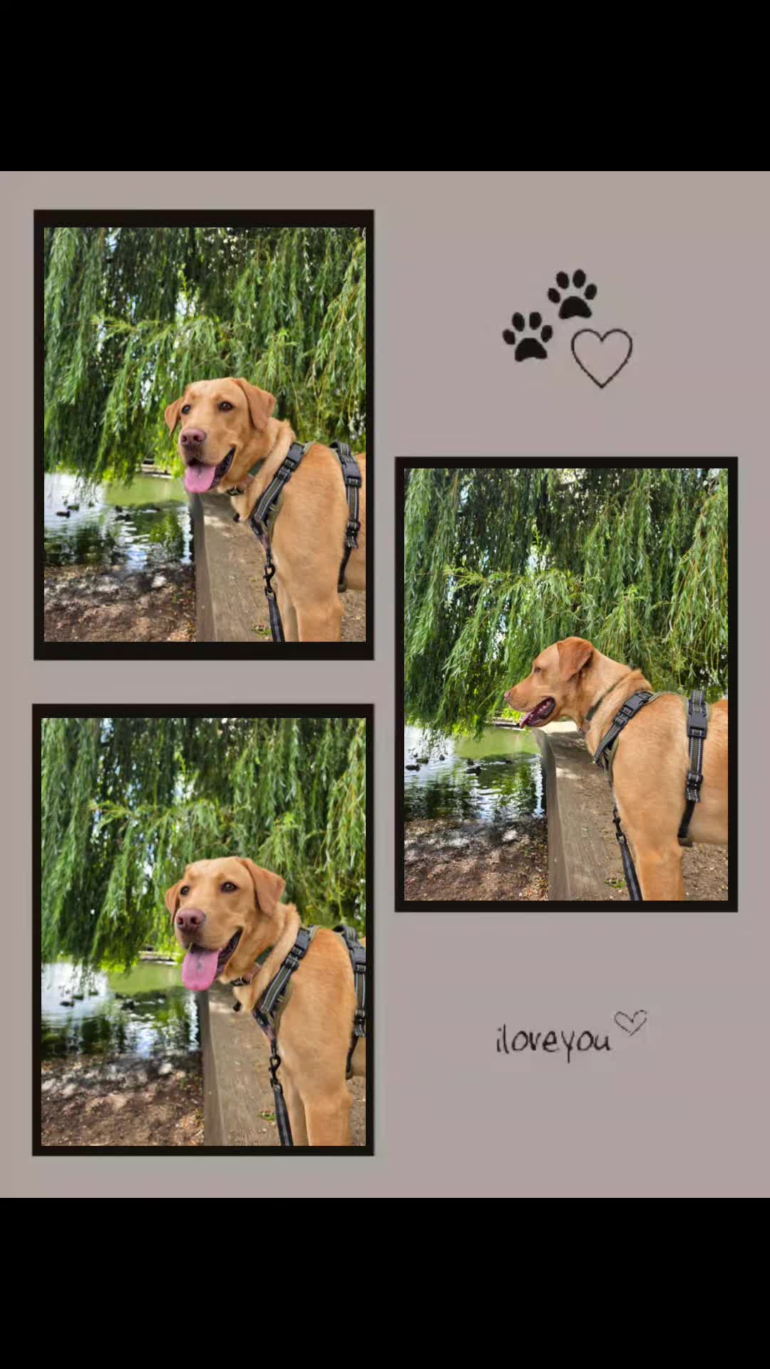@🐶🐾🐾Bruno's Banaza 🐾🐾🐶