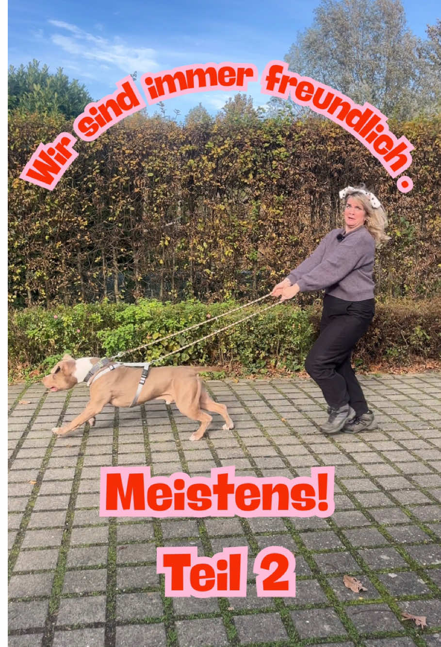@TierheimKR