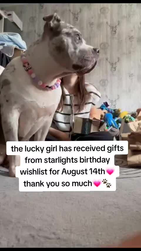 @kirsty+starlight the xl bully