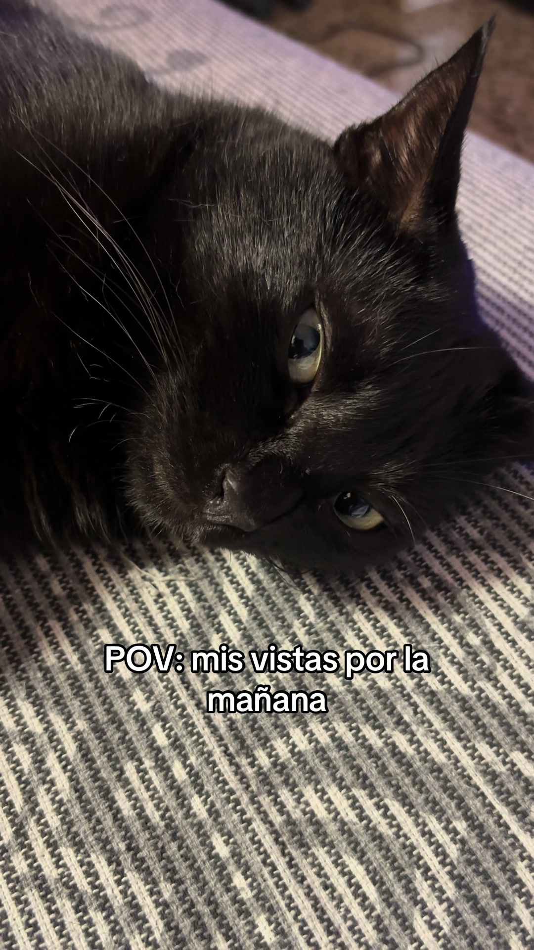 @BlackCatsMatter