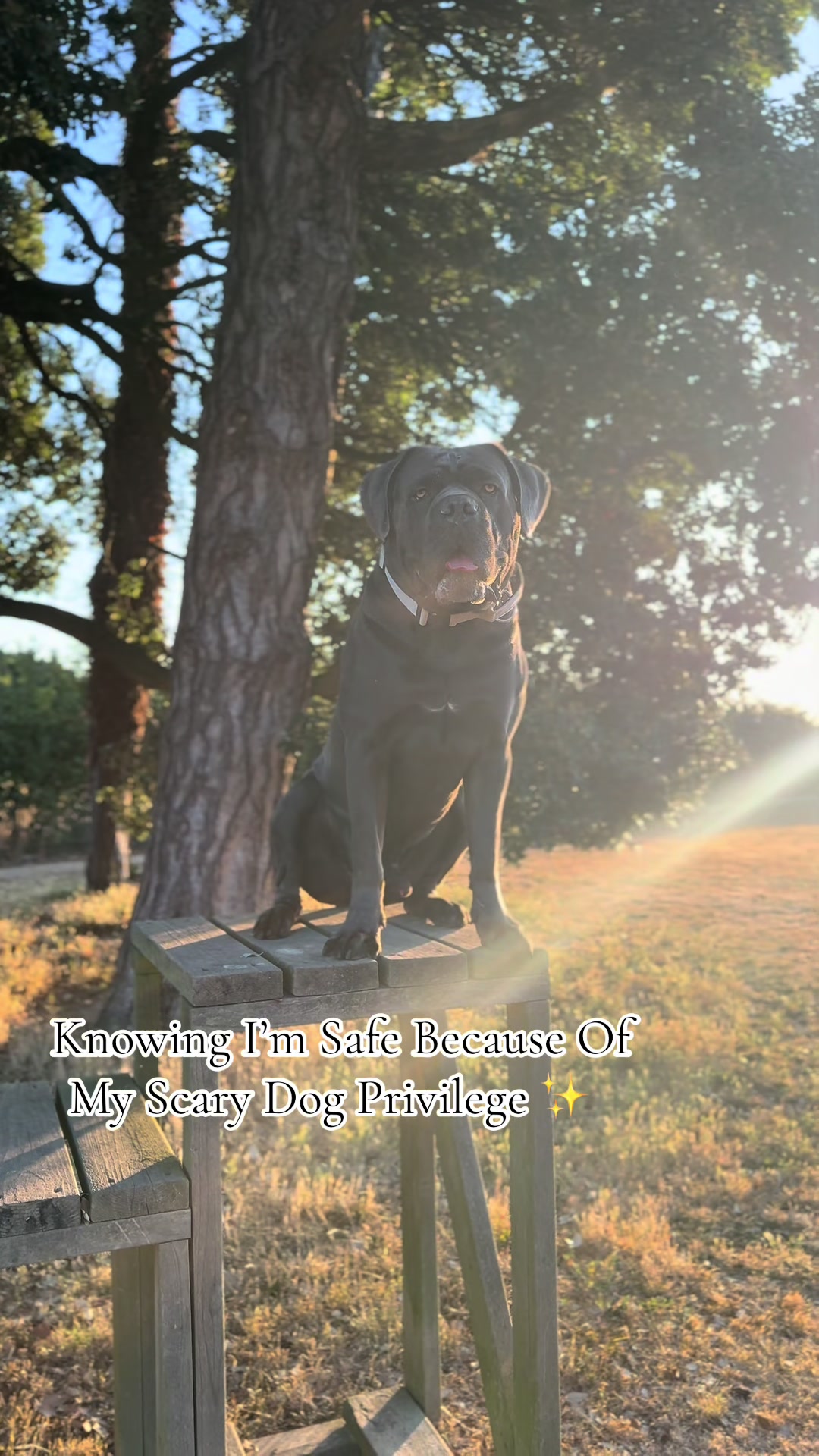 @murphy_the_cane_corso