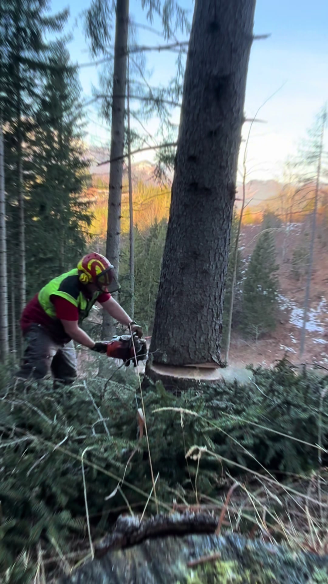 @Agrarius 🌲🇦🇹
