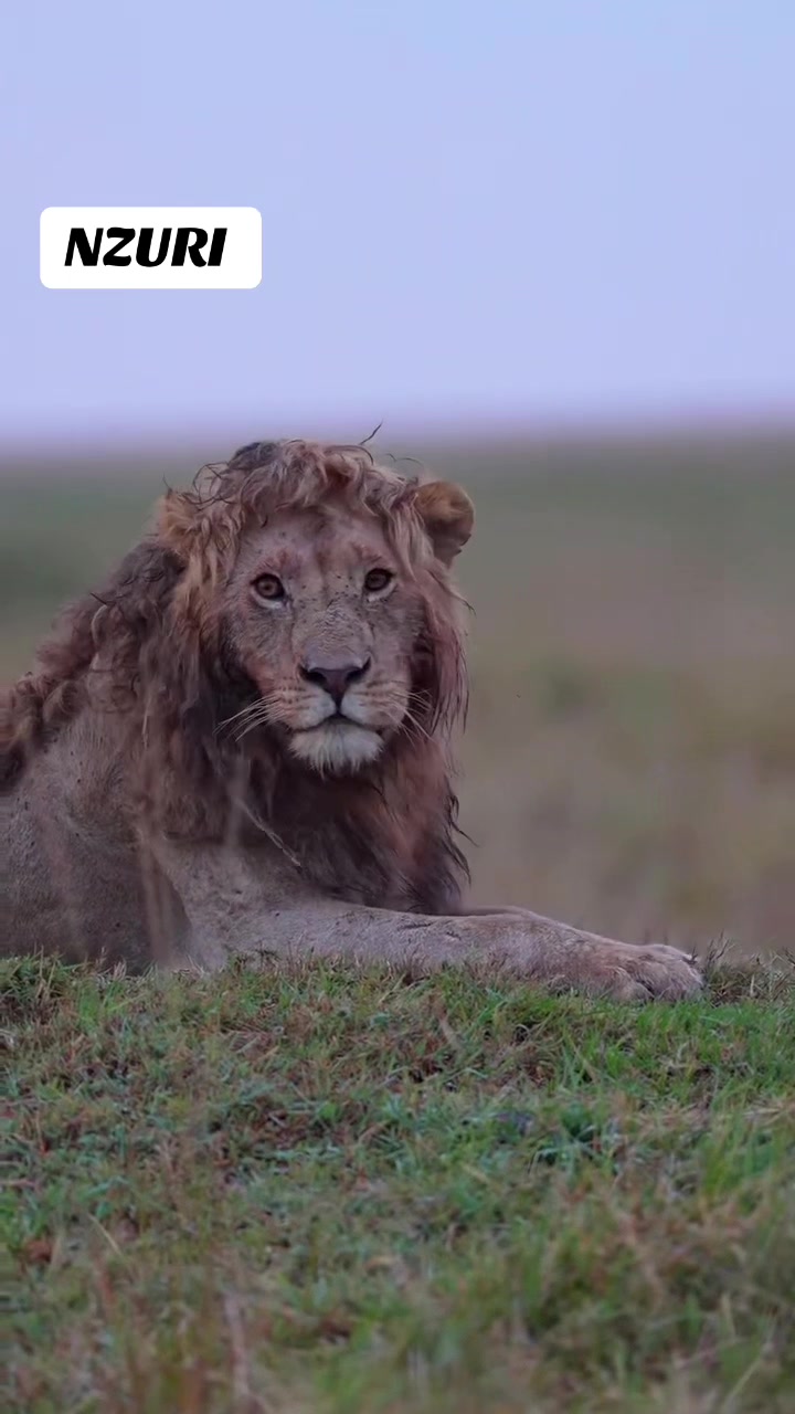 @lion_world5