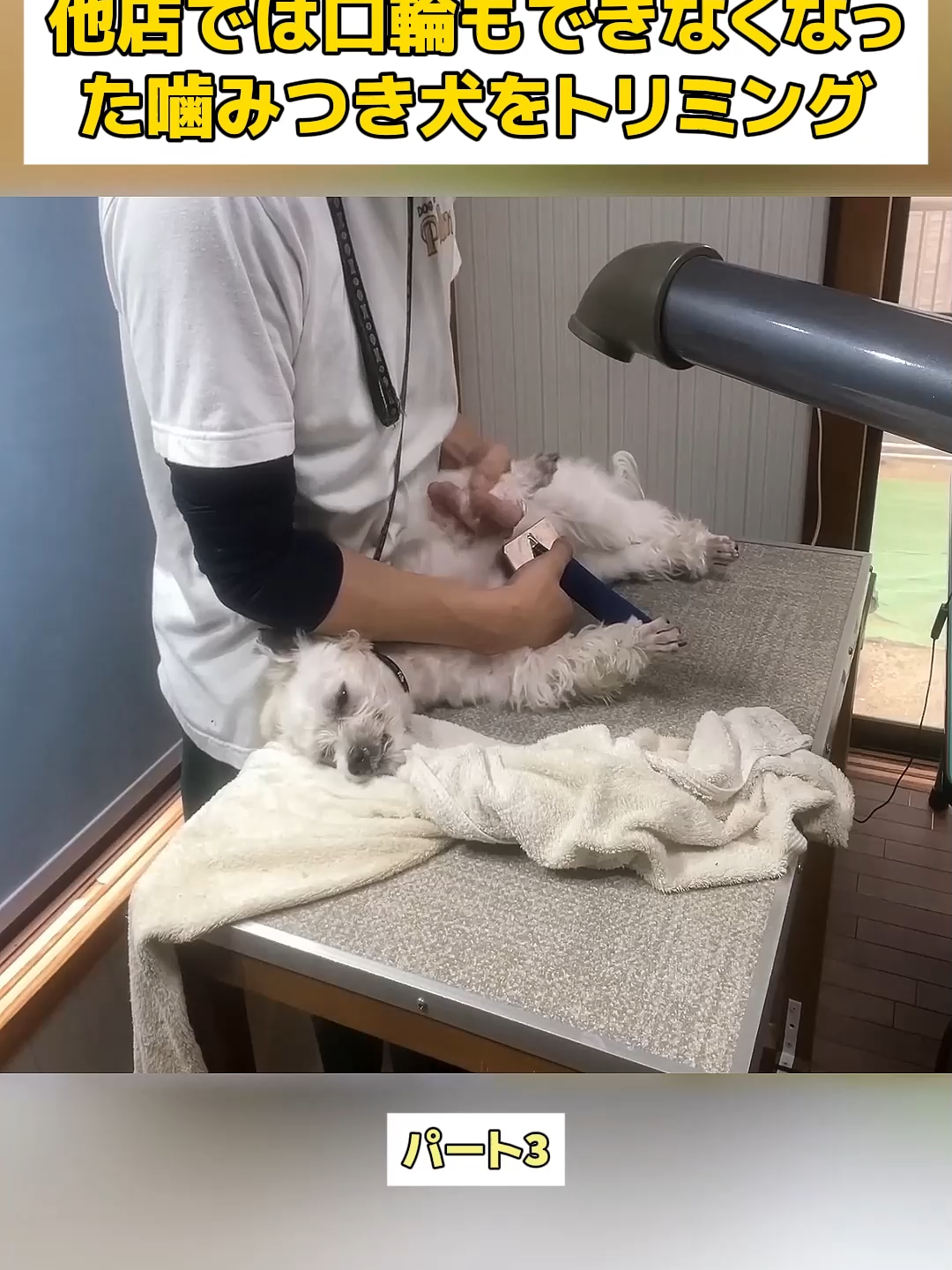 @Dog fun&rsquo;s lovers