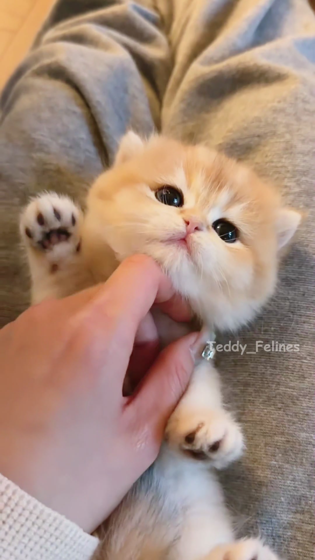 @Teddy_Felines 🧸🐾