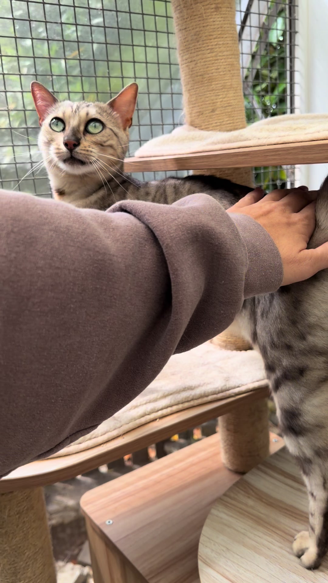 @Herongate Village Cattery