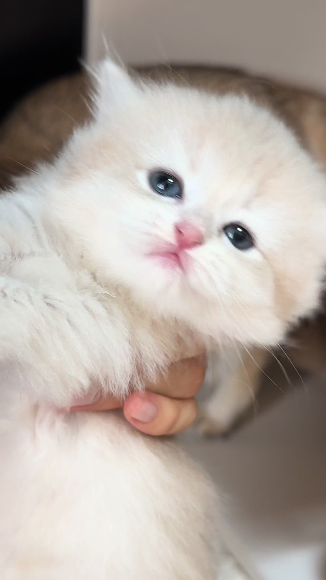 @Nya_냐