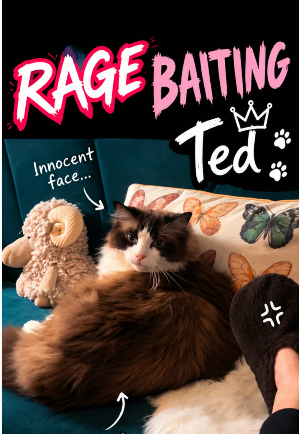 @Ted the ragdoll cat 🐾