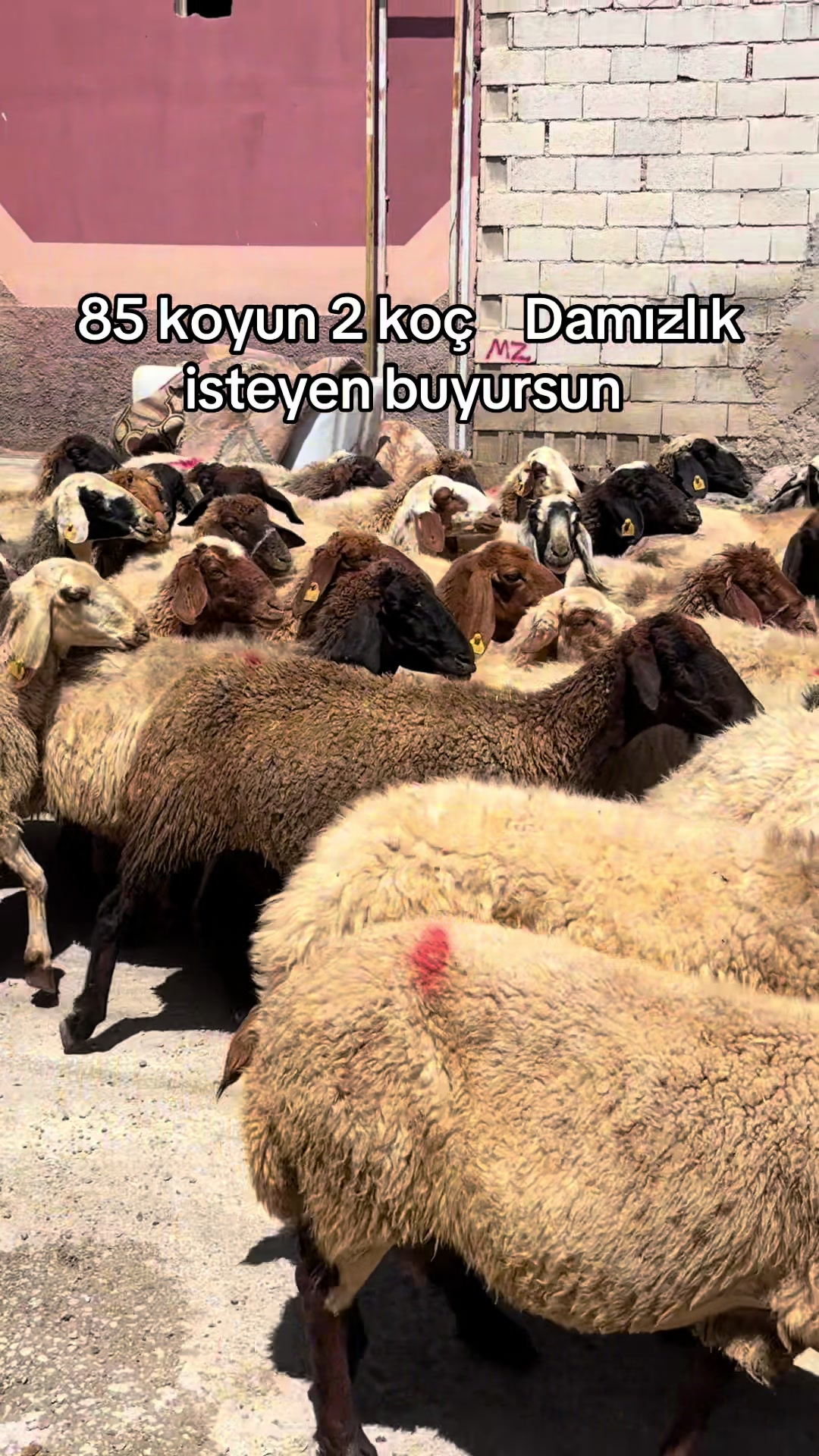 @Ahmet Sönmez