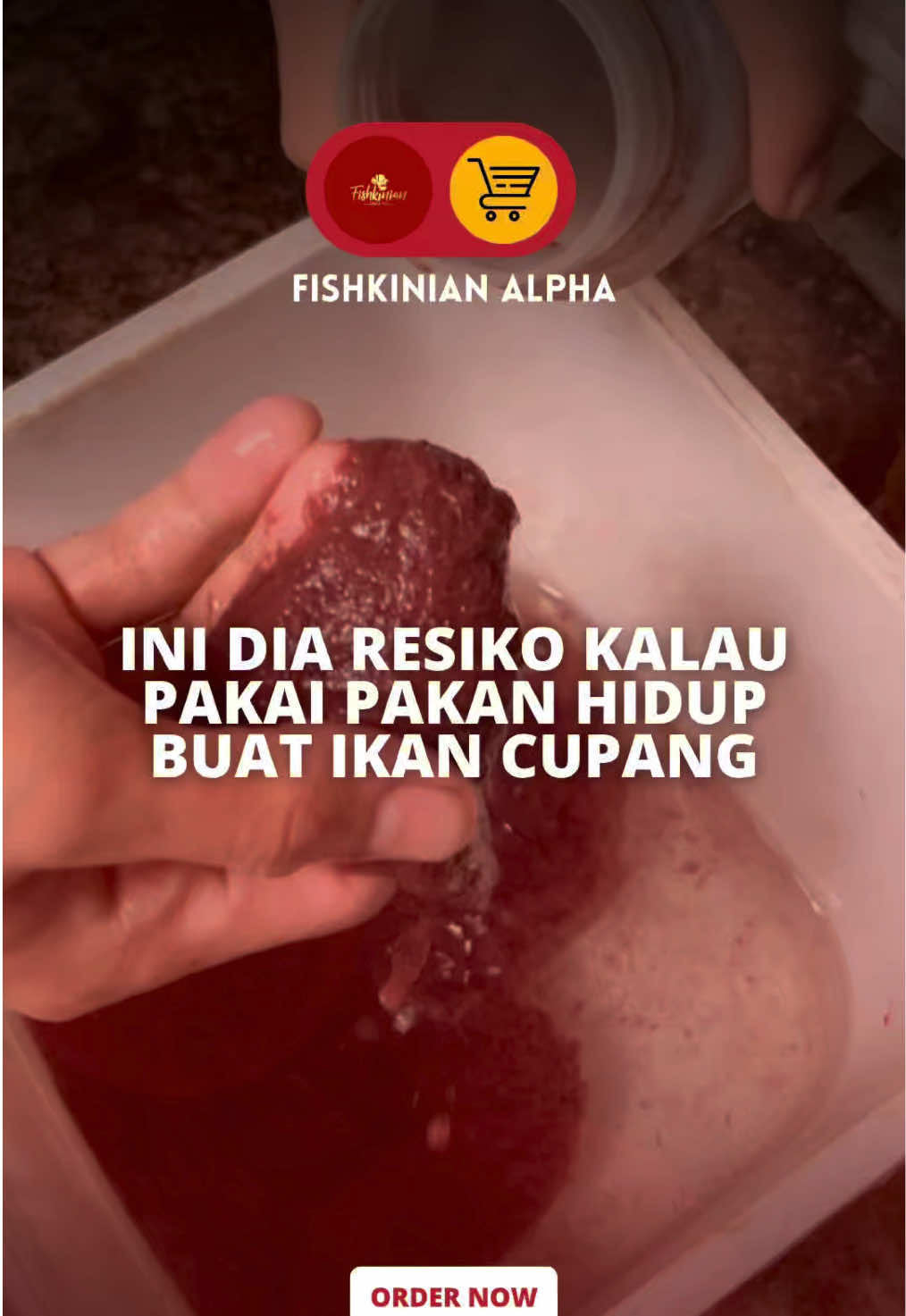 @Fishkinian Alpha1