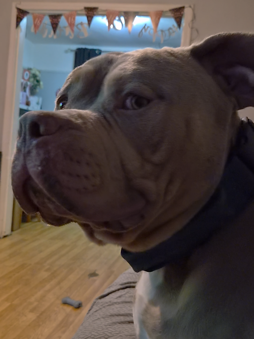 @Kyza And Ellie Bully Dogs 🐾🐾