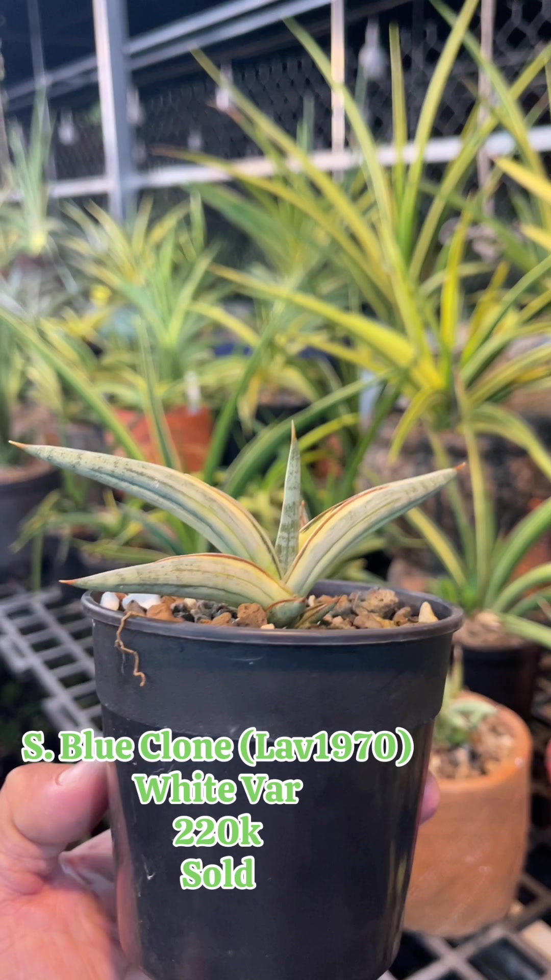 @The Sansevieria Farm