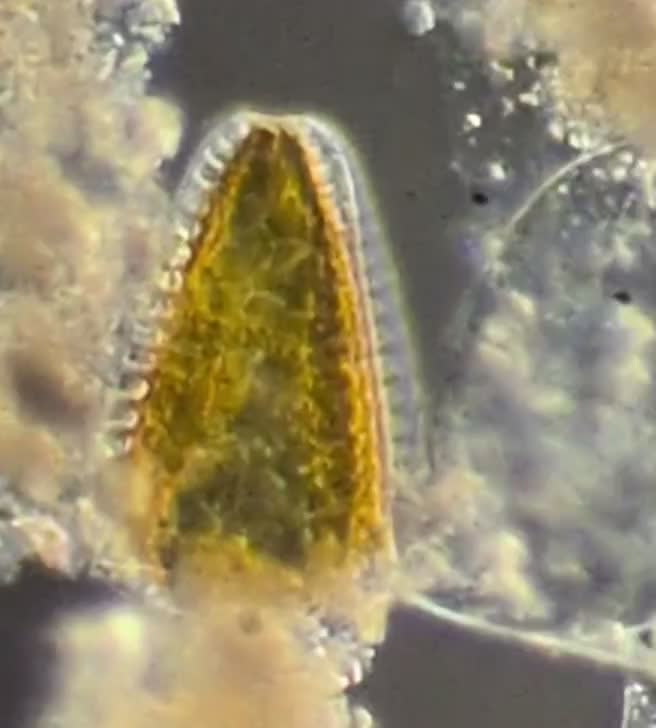 @Smeee❌microscope🏴󠁧󠁢󠁥󠁮󠁧󠁿
