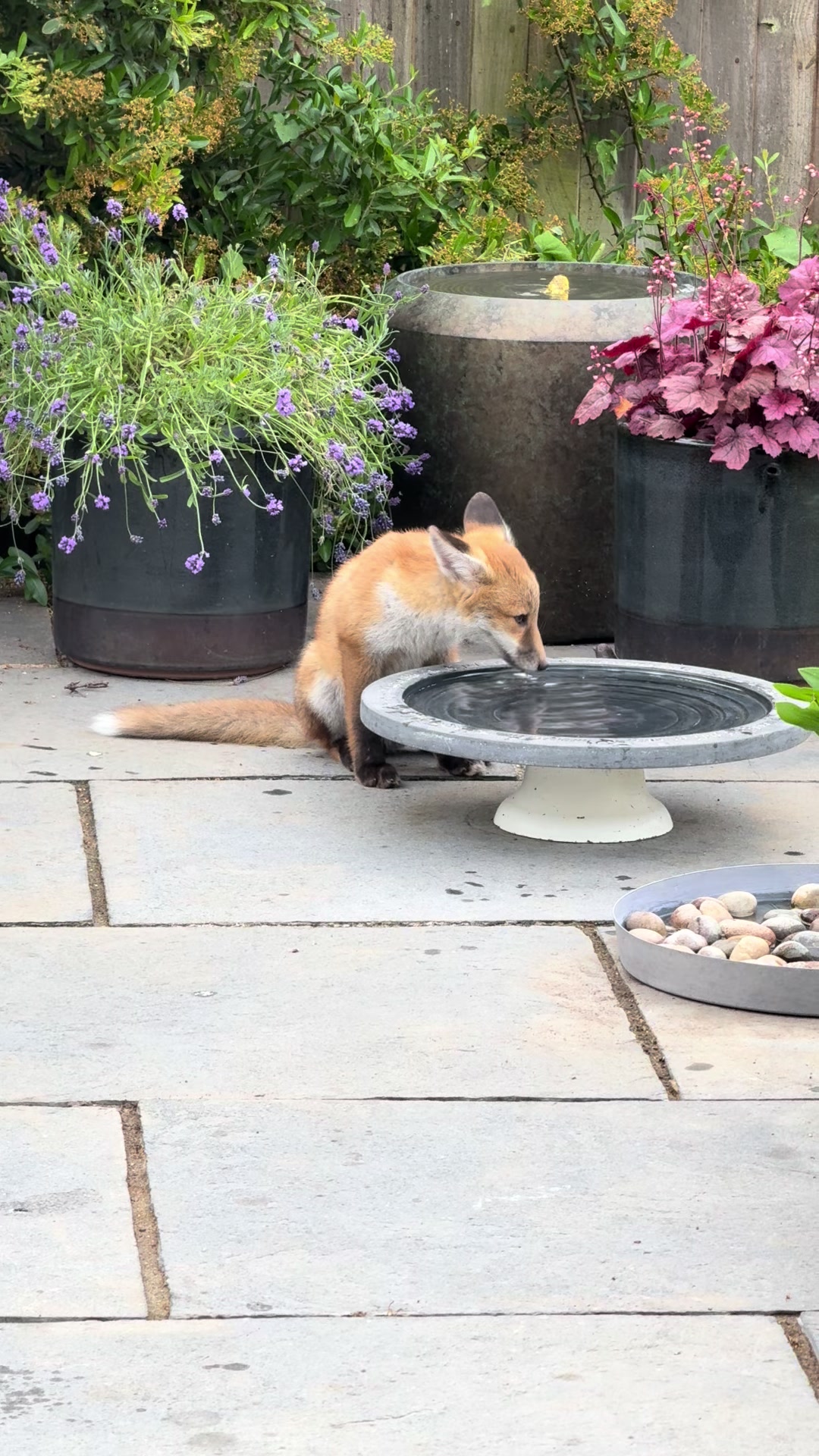 @gp_wildlife
