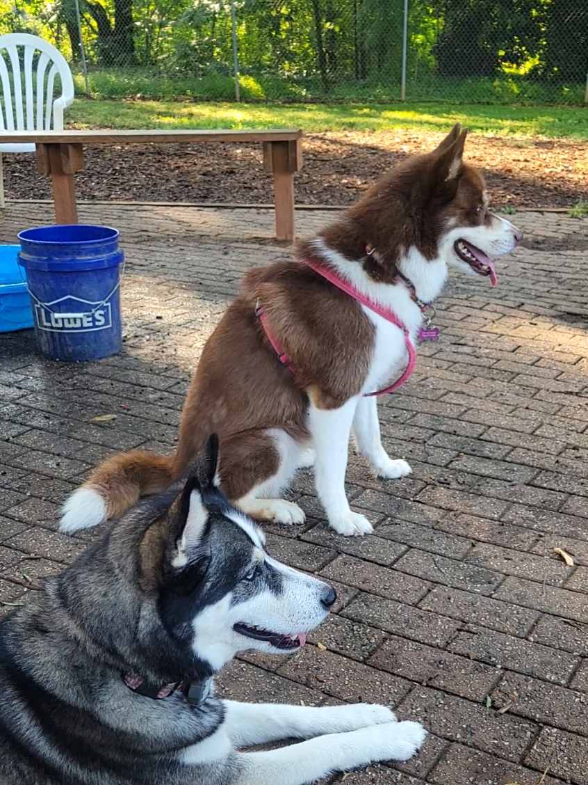 @the Hussey Husky