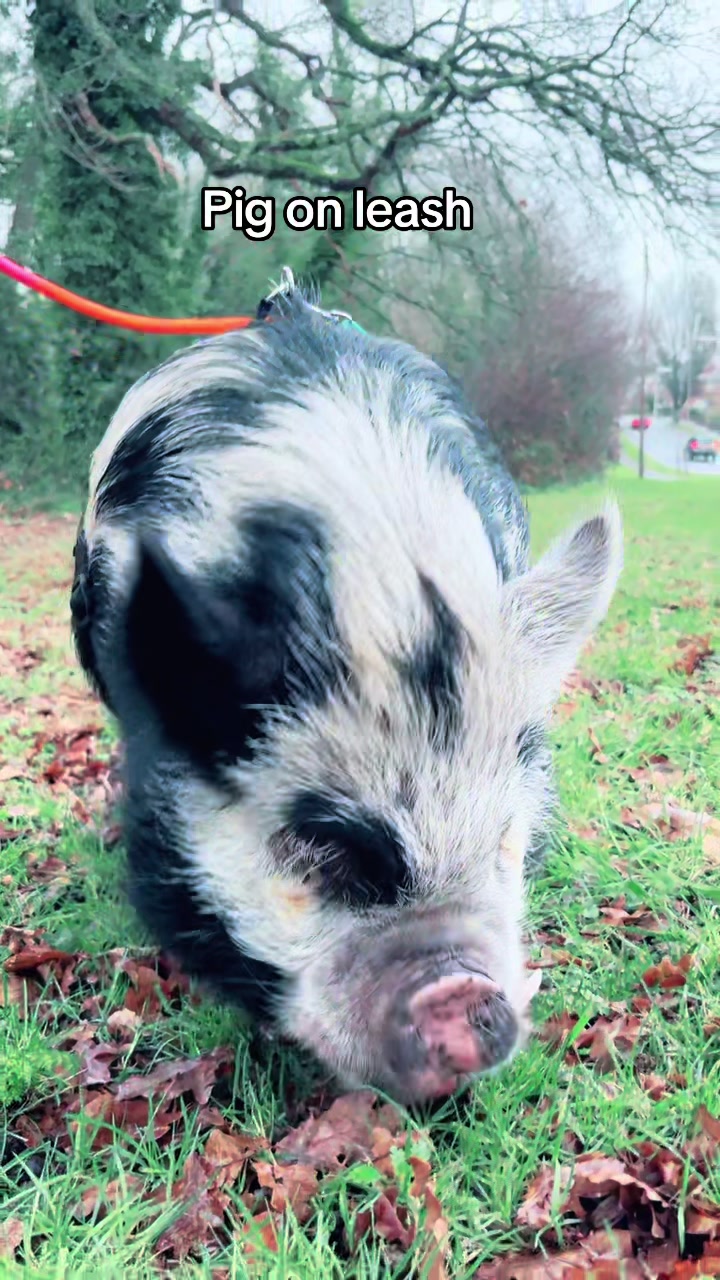 @Pig in the house