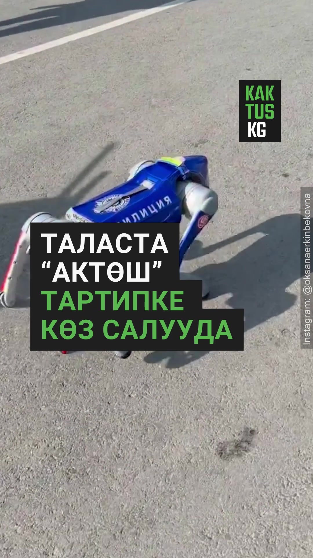 @Kaktus KG