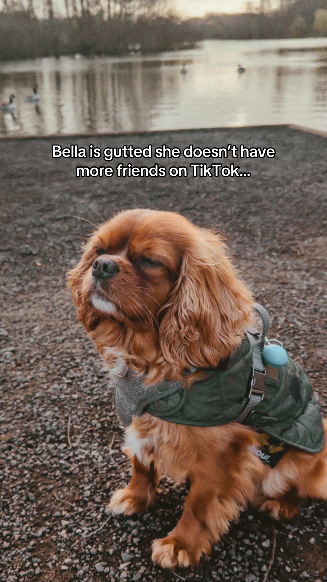 @Bella, the Cavalier 🐾