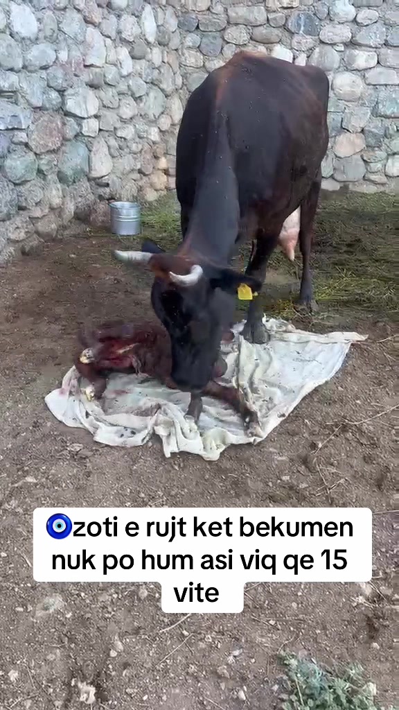 @Ferma _vellezrit _la&ccedil;i_ diber