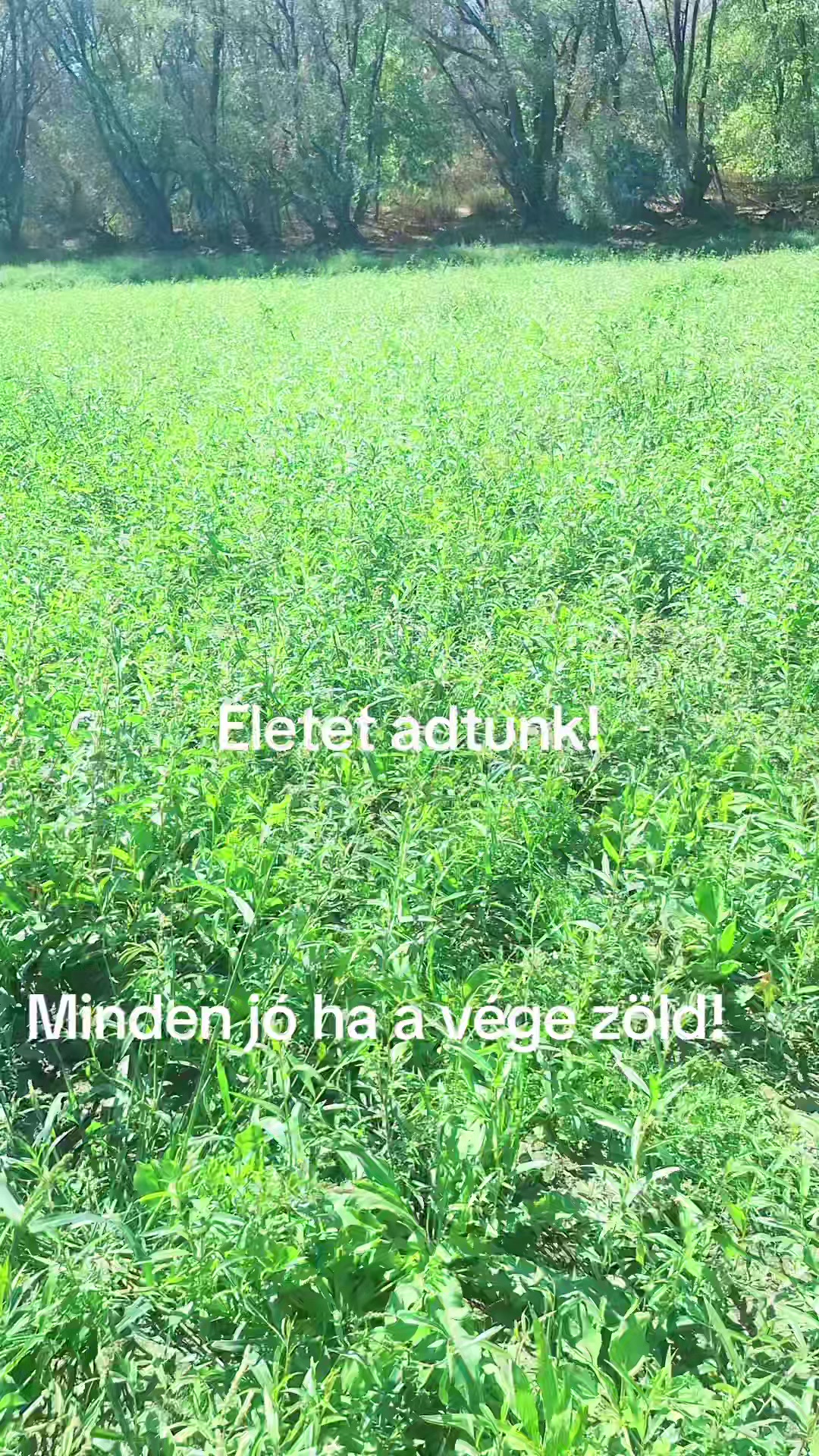 @Vir&aacute;gz&oacute; J&ouml;vő