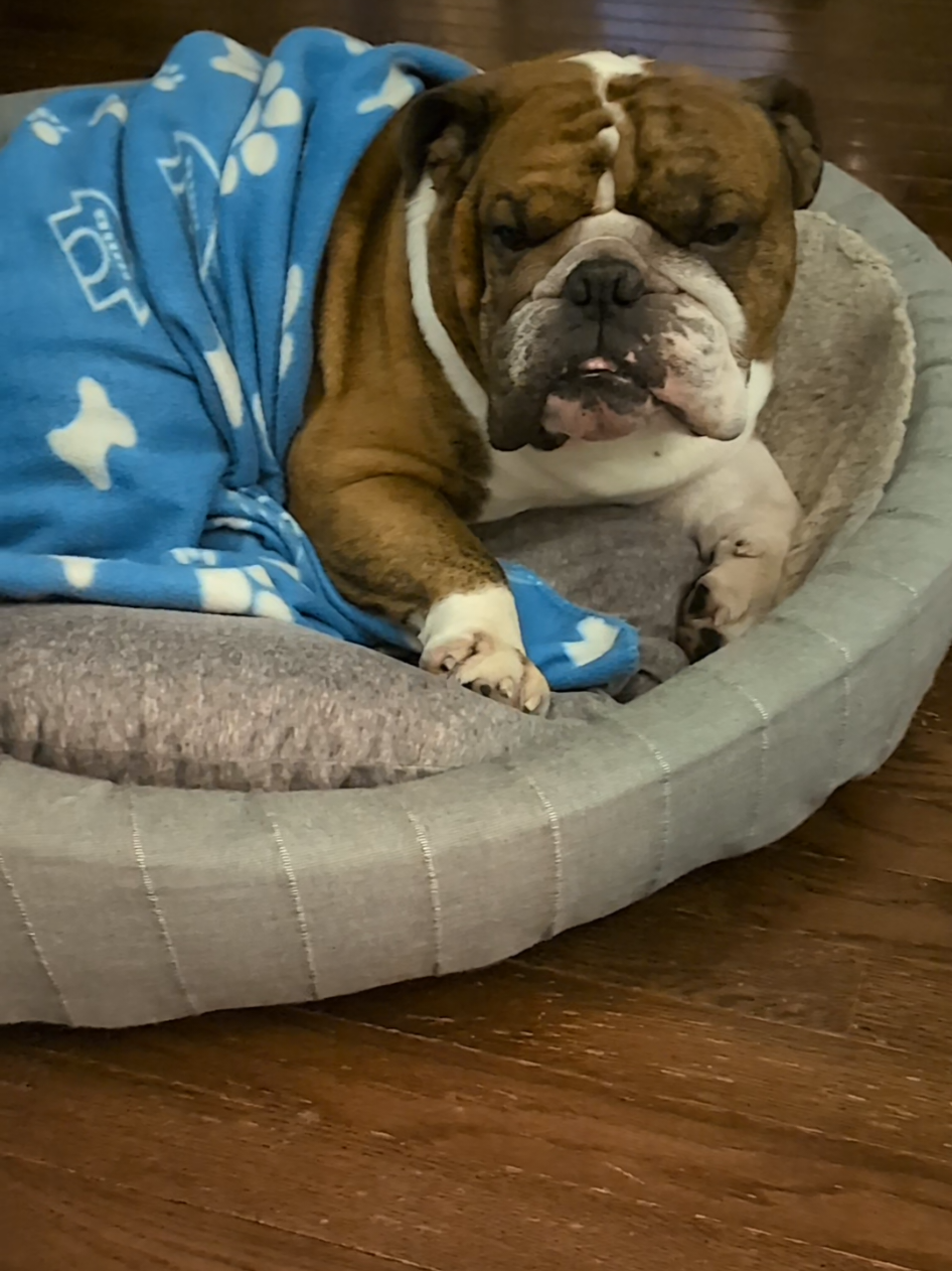 @Vinny The Bulldog