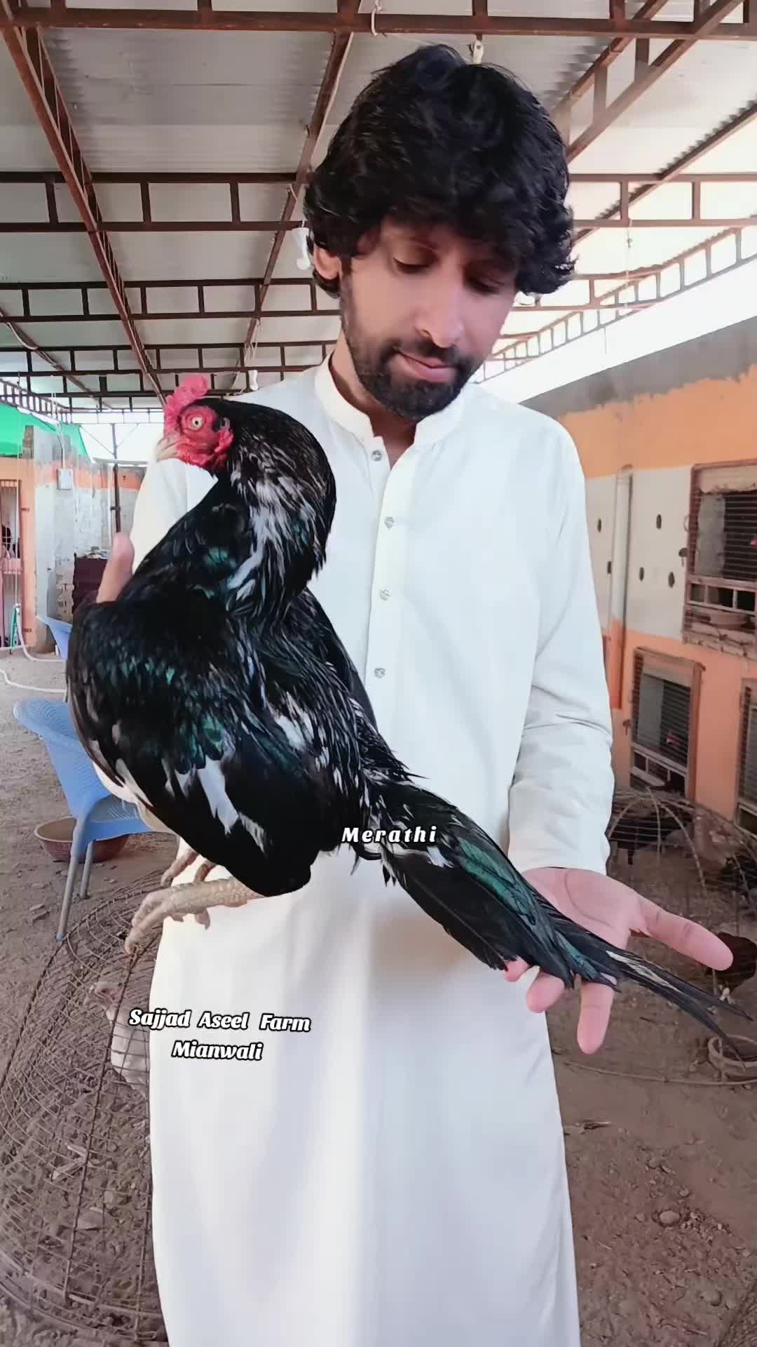 @Sajjad Aseel Farm
