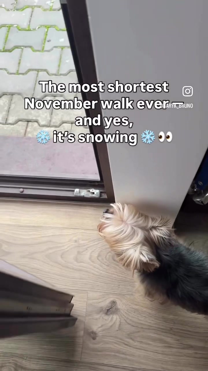 @✨Baryk & Bruno - Yorkies 🌍!