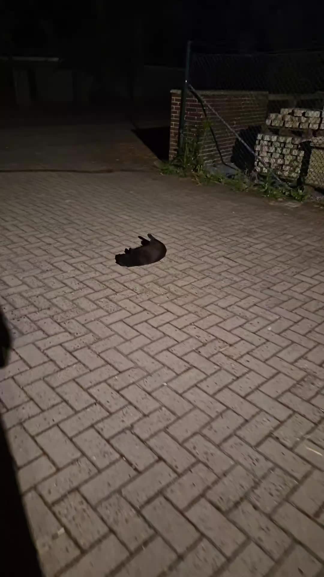 @𝓐𝓷𝓭𝓻𝓮𝓮𝓪🤍𝓡𝓪𝓵𝓾𝓬𝓪