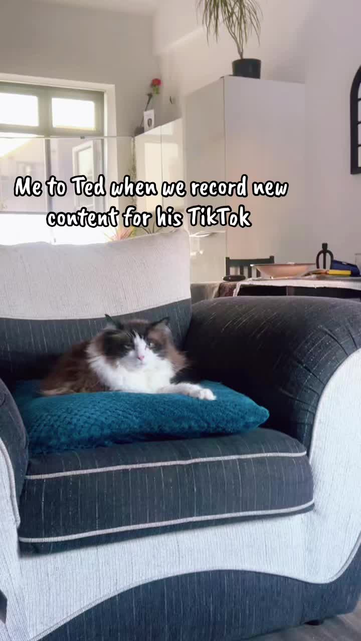 @Ted the ragdoll cat 🐾